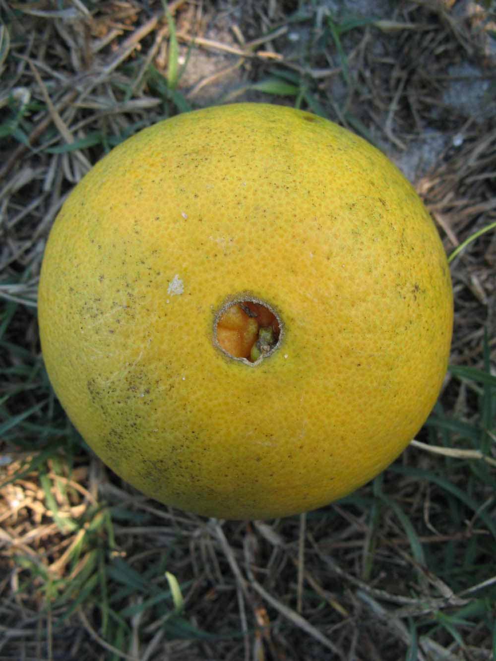              Fruit of  Citrus sinensis       (Cara Cara,   Winter Haven, FL)       